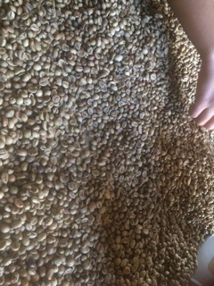 [FREESHIP 99K TOÀN QUỐC]Cà phê nhân robusta 1 kg ( chưa rang)