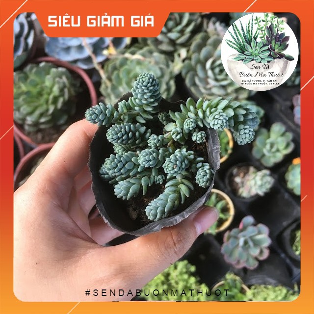 SEN ĐÁ SEDUM HOA HỒNG 🧚[SIÊU ĐẸP]🧚 - SEN ĐÁ BUÔN MA THUỘT