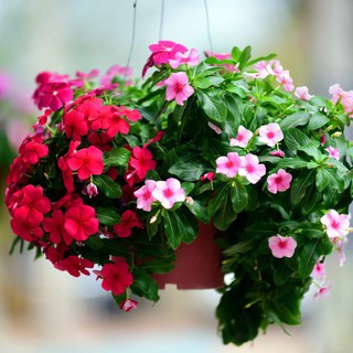 50 hạt giống dừa cạn rủ nhiều màu