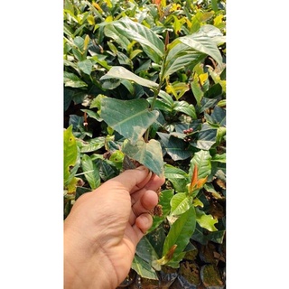 2 Cây hải đường giống
