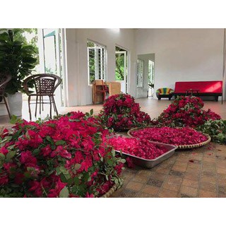Nước cất hoa hồng KAROSE