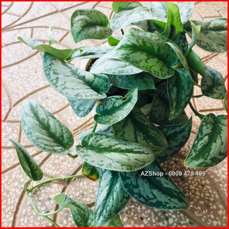 Trầu Bà Lụa Scindapsus Pictus Exotica - Lá Dày đẹp, ánh bạc ấn tượng