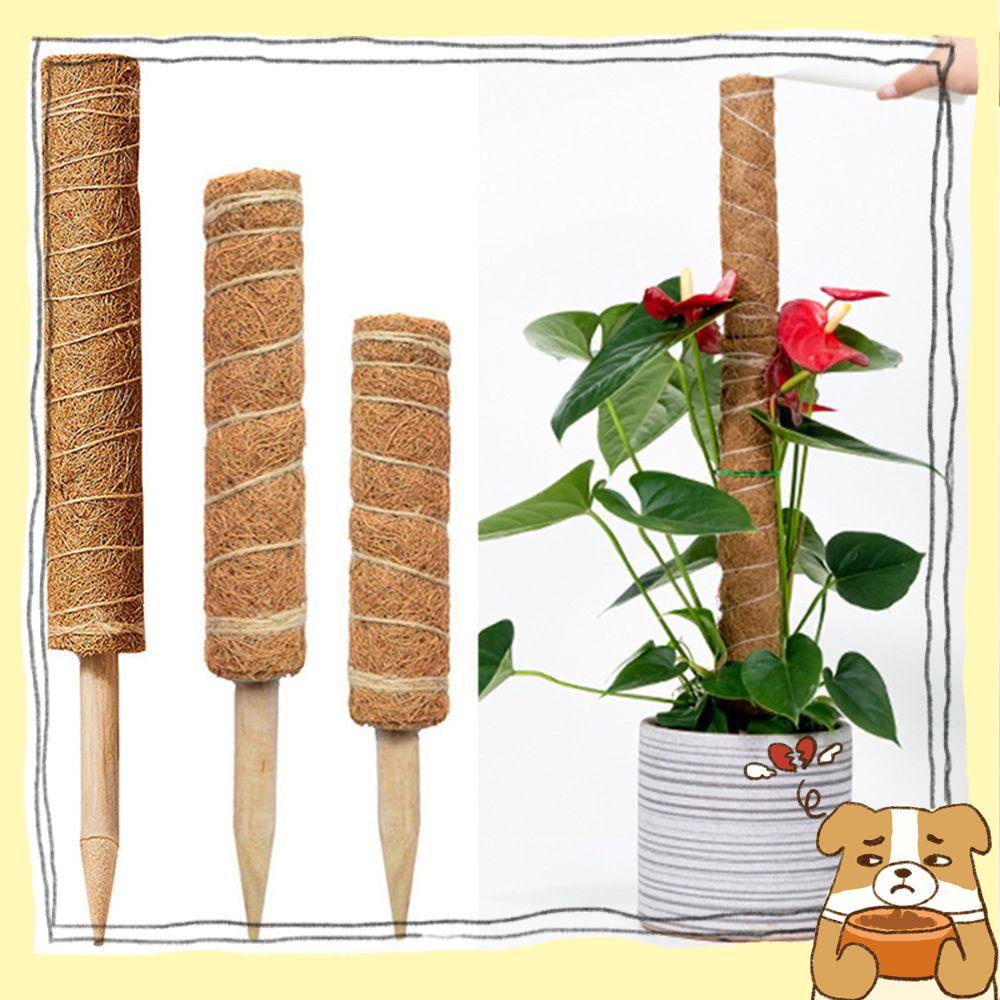 Thanh trụ bằng xơ dừa khô chuyên dụng để hỗ trợ trồng cây leo trong vườn tiện lợi