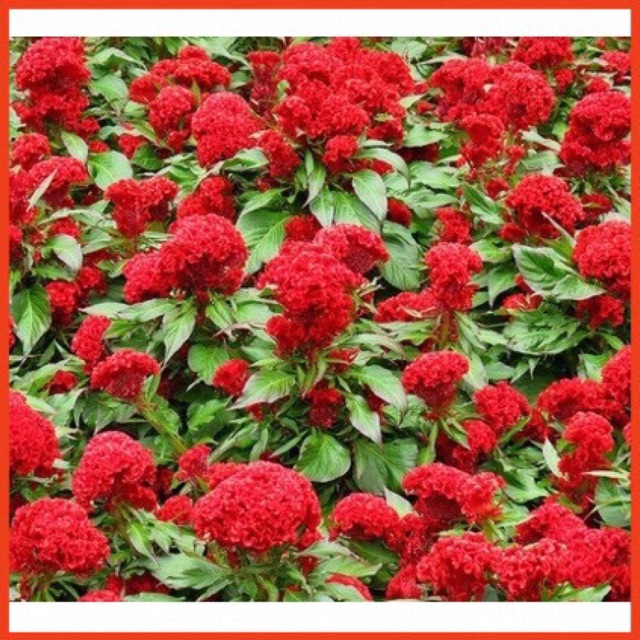 Hạt giống hoa mào gà búa đỏ nhung- gói 0,1gr