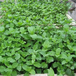 (GÍA SỈ) [gói 0.1g] Hạt giống rau húng lủi