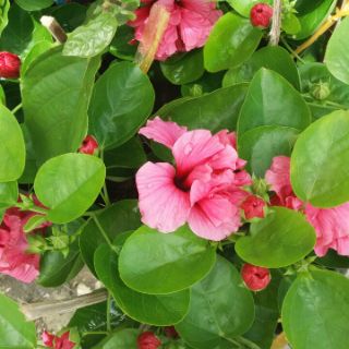 Bông bụp kép (tặng kèm phân bón)