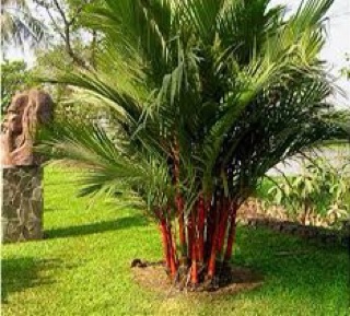 Cây cao đỏ phong thủy