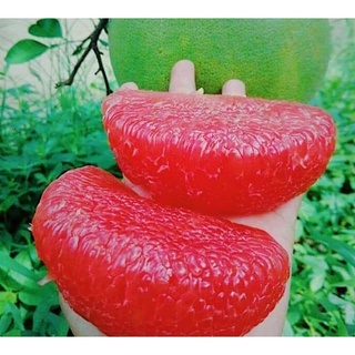 Cây giống bưởi đỏ tiến vua f1 siêu sớm
