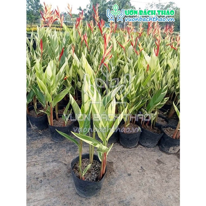 Cây chuối mỏ két cẩm thạch trồng công trình