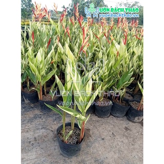 Cây chuối mỏ két cẩm thạch trồng công trình