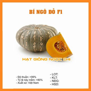 Hạt Giống Bí Ngô Đỏ (Hạt Giống Ngọc Chi) - 10 Hạt