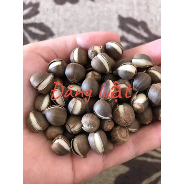1kg hạt dẻ rừng ( loại to, vừa)