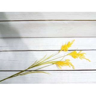 Cành lúa giả Đài Loan