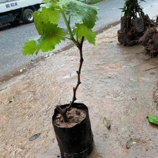 NHO MÓNG TAY MĨ NỮ