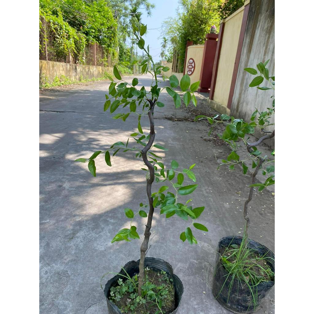 GIỐNG HỒNG TÁO CHICO