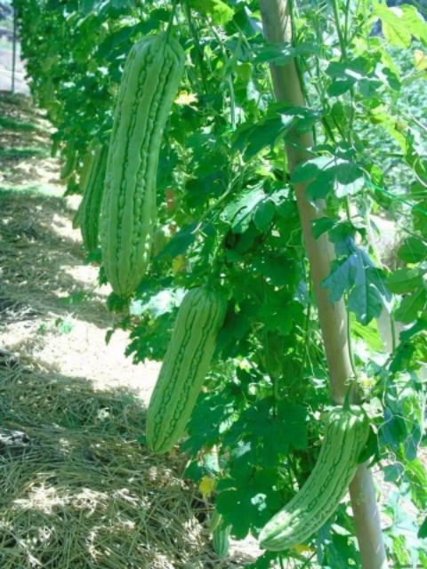 Hạt Giống Mướp Đắng F1 VA.254