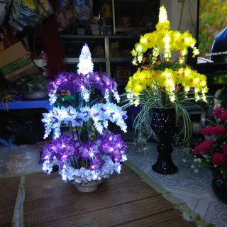 Combo hoa hồng