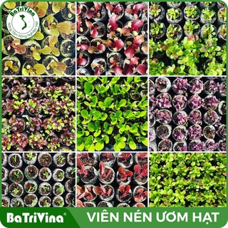 Thùng 1000 Viên nén ươm hạt BATRIVINA