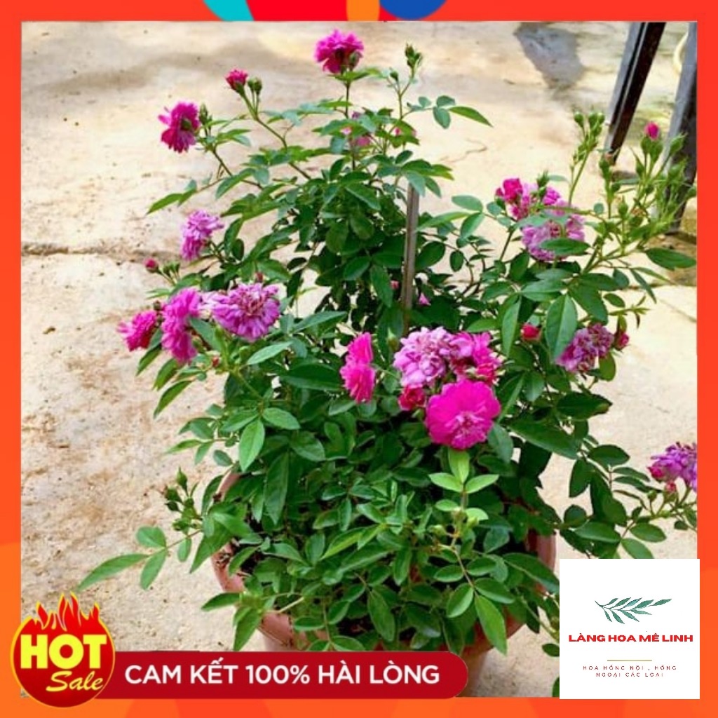 Hoa hồng Bụi Sweet Chariot[SIÊU PHẨM - SIÊU RẺ] Giống hoa mini được ưa chuộng nhất -  lựa chọn thích hợp cho ban côn