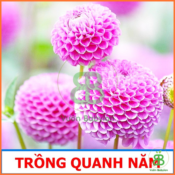 Hạt Giống Hoa Thược Dược Tổ Ong Mix Dễ Trồng