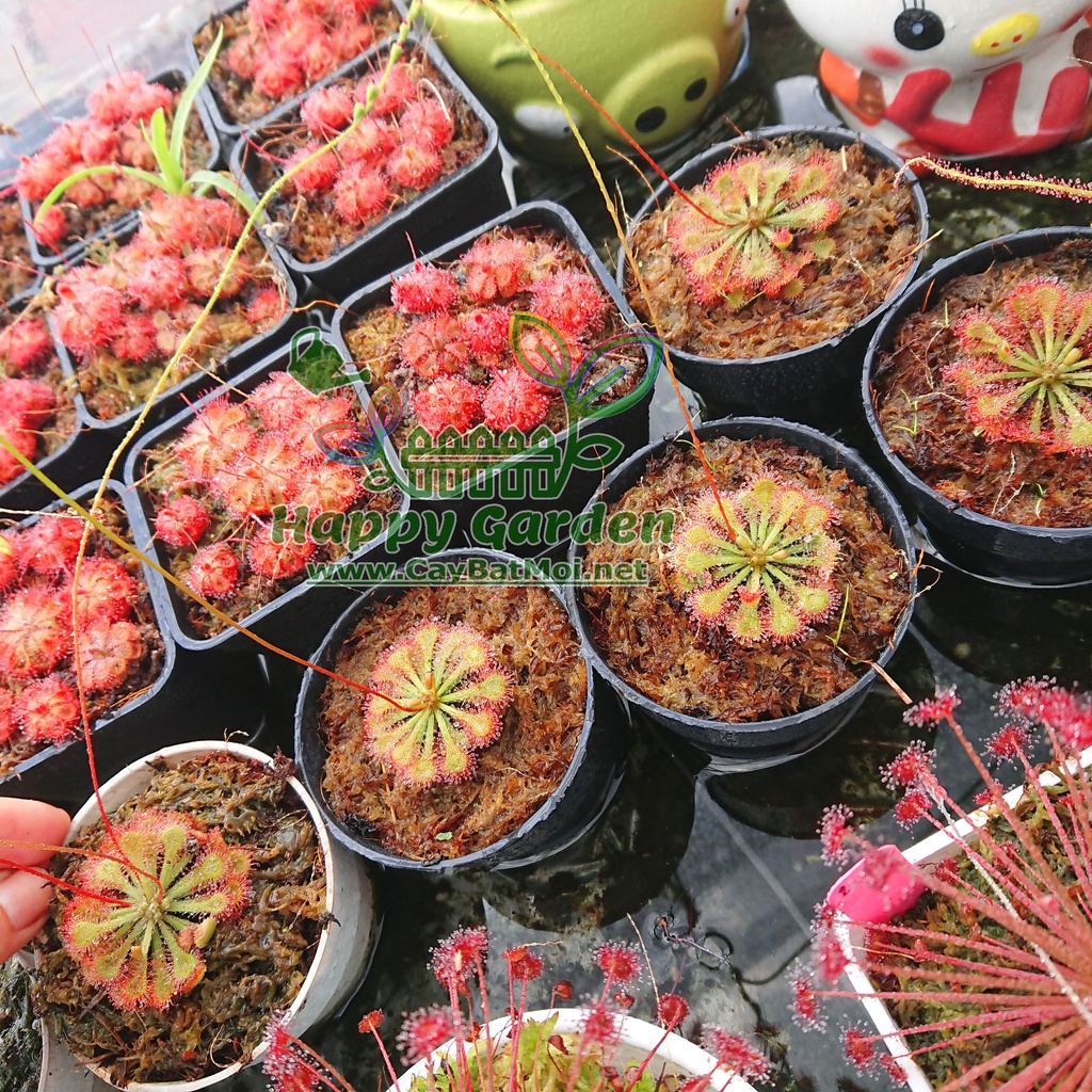 Cây gọng vó Drosera Tokainensis bắt mồi bằng keo dính