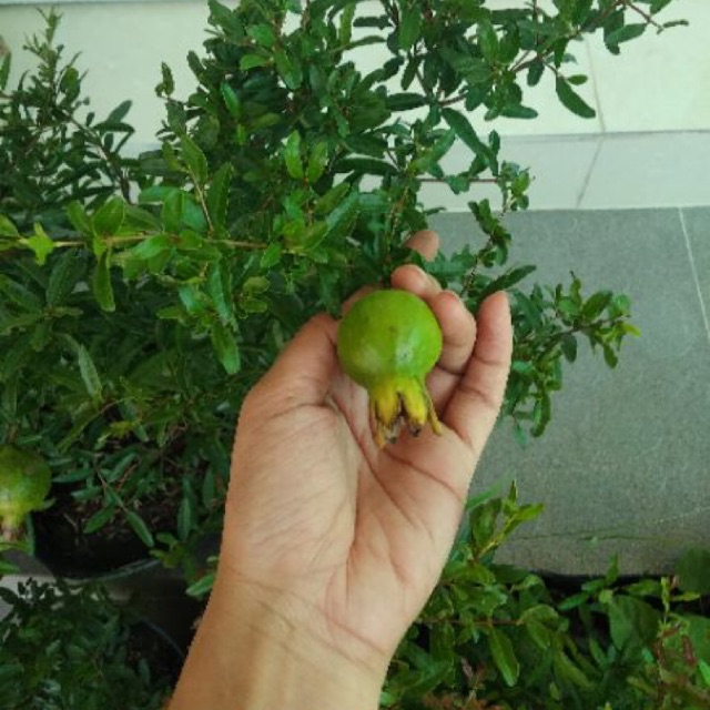 Cây 🌲 Lựu trắng.... đang hoa