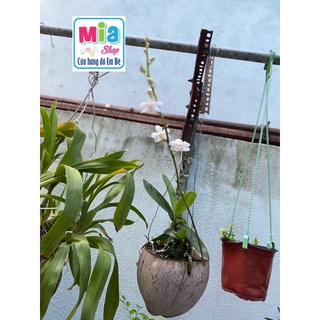 Tiểu Hồ Điệp Rừng - màu hoa trắng phối tím