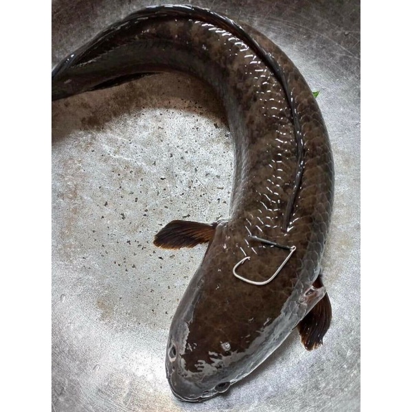 Lưỡi câu cá lóc thủ công thép Lò so 1l6 /1l8 đều tóm dây sẵn full bộ