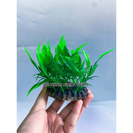 LÚA NHÂN TẠO TRANG TRÍ BỂ CÁ NON BỘ CAO 7CM
