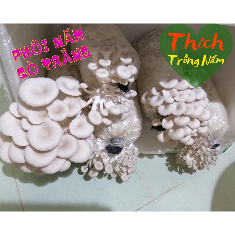 Phôi Nấm Sò Loại 1 - Giống Nấm Dễ Chăm, Ra Nhiều và Giá Tại Trại