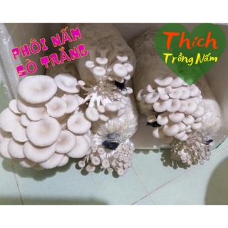 Phôi nấm sò loại 1 - giống nấm dễ chăm, ra nhiều và giá tại trại