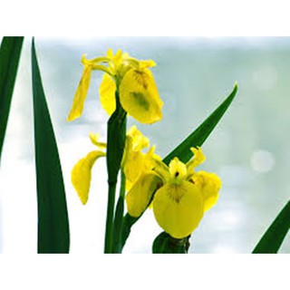 5 Hạt giống hoa Diên vĩ vàng