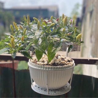 Chậu nhựa tròn gân sọc trồng cây hoa,cây cảnh màu sắc tươi sáng hiện đại