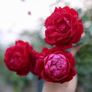Cây giống hồng cổ huế