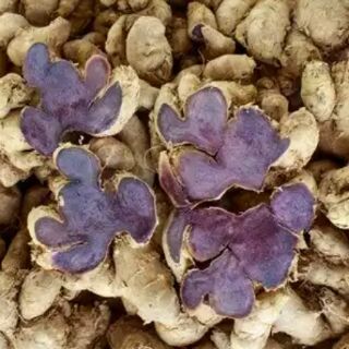 (1kg) Gừng đen - ngải đen - black ginger