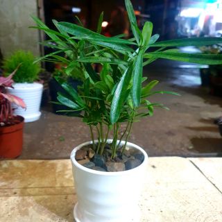Tùng la hán [siêu giảm giá]