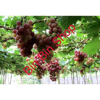 HẠT GIỐNG NHO PHÁP (10 HẠT )