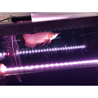 Đèn-Led-T10-5D4Row-SuperTanning