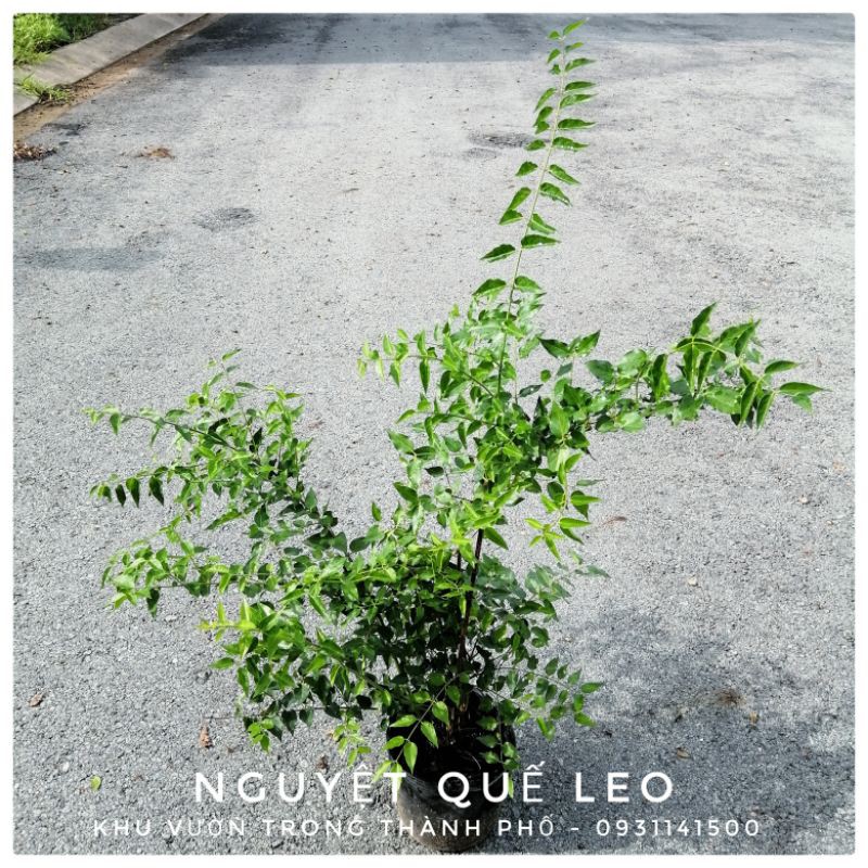 CÂY NGUYỆT QUẾ LEO, NHÀI LEO