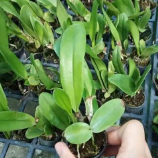 Hoa lan cát cattleya giống