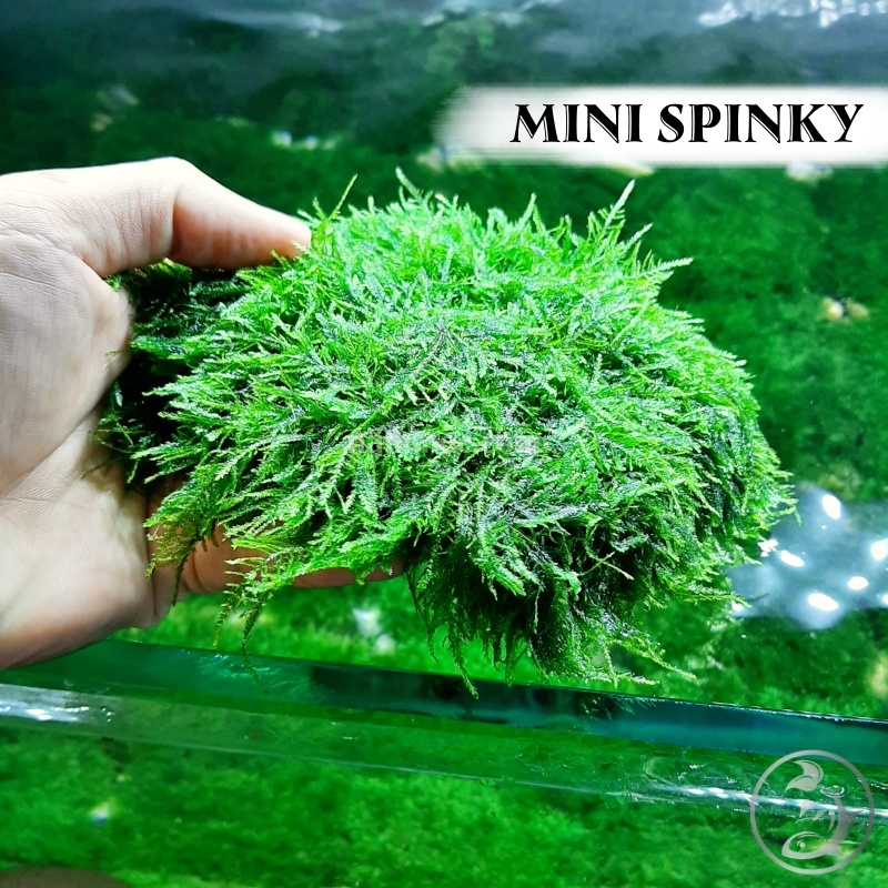 [Mã PET50K giảm Giảm 10% - Tối đa 50K đơn từ 250K] Rêu Mini Spiky | Loại Rêu Thuỷ Sinh Đẹp, Dễ Chăm sóc
