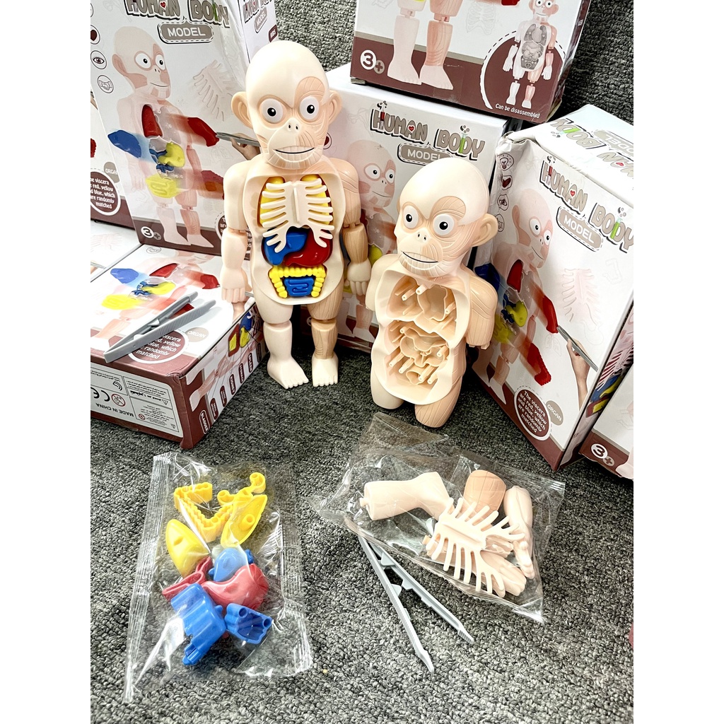 HUMAN BODY MODEL - ĐỒ CHƠI MÔ HÌNH GIẢI PHẪU SINH LÝ NGƯỜI GIÚP BÉ HIỂU HƠN VỀ CƠ THỂ CON NGƯỜI