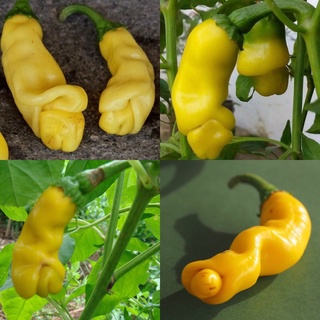 HẠT GIỐNG ỚT CU TÍ NHẬP KHẨU MỸ