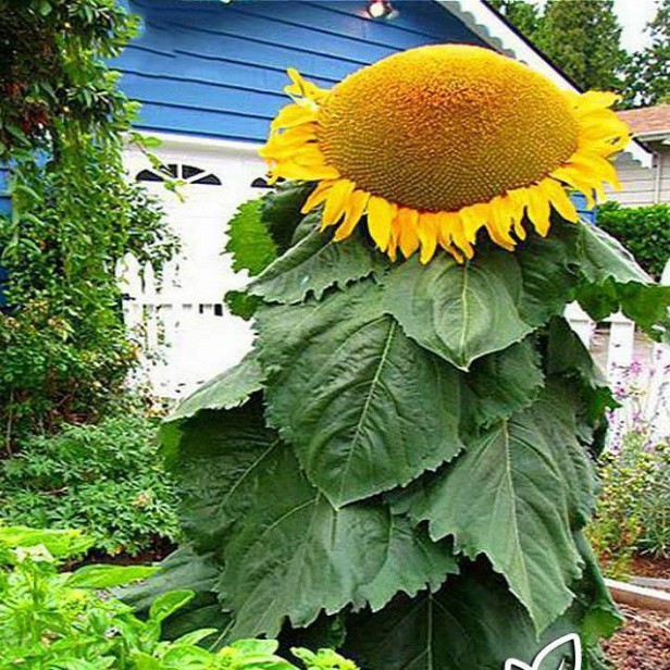 Hạt Giống Hoa Hướng Dương Khổng Lồ (gói 50 hạt, tặng phân)