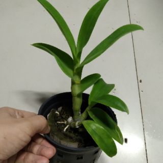 Denro đột biến Thongchai gold 3