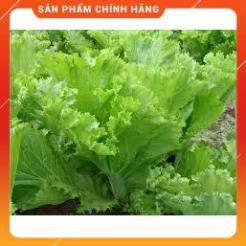 HẠT GIỐNG CẢI BẸ MÀO GÀ