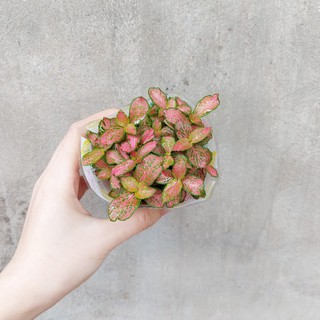 Cây phong thủy để bàn: Cẩm nhung đỏ (Fittonia)