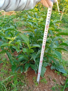 Cây giống hoa nhài Nhật