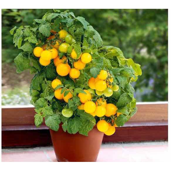 HẠT GIỐNG CÀ CHUA BI LÙN F1 QUẢ VÀNG - GÓI 0,1 GRAM