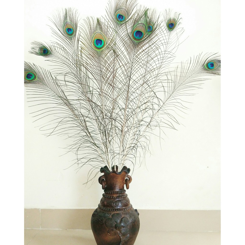 Lông công phong thủy - Lông công trang trí | BigBuy360 - bigbuy360.vn